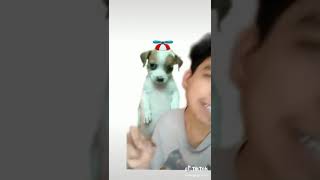 El origen del perro panzon