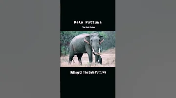 Killing Tusker Dala Puttuwa | Athage Wilapaya #shorts