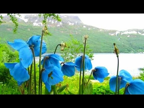 HIMALAYAN BLUE POPPY-"Queen Of Himalayan Flowers"