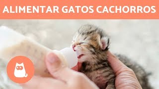 corrupción Soviético Espectacular Cómo alimentar gatitos recién nacidos? + CUIDADOS - YouTube