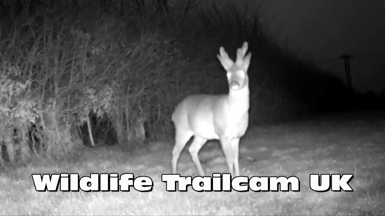Three types of deer! Trail camera Thursday YouTube