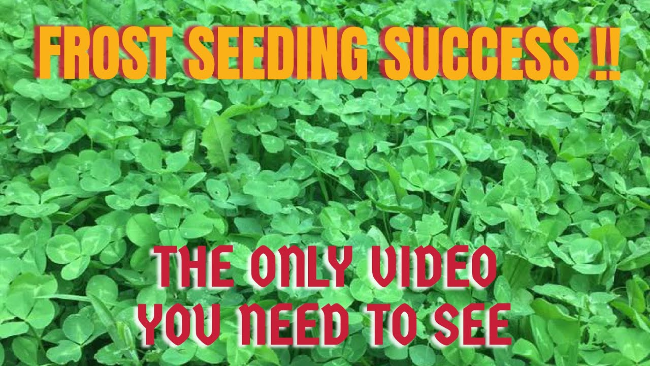 ЗАМОРОЗНЫЙ ПОСЕВ КОРМОВЫХ УЧАСТКОВ