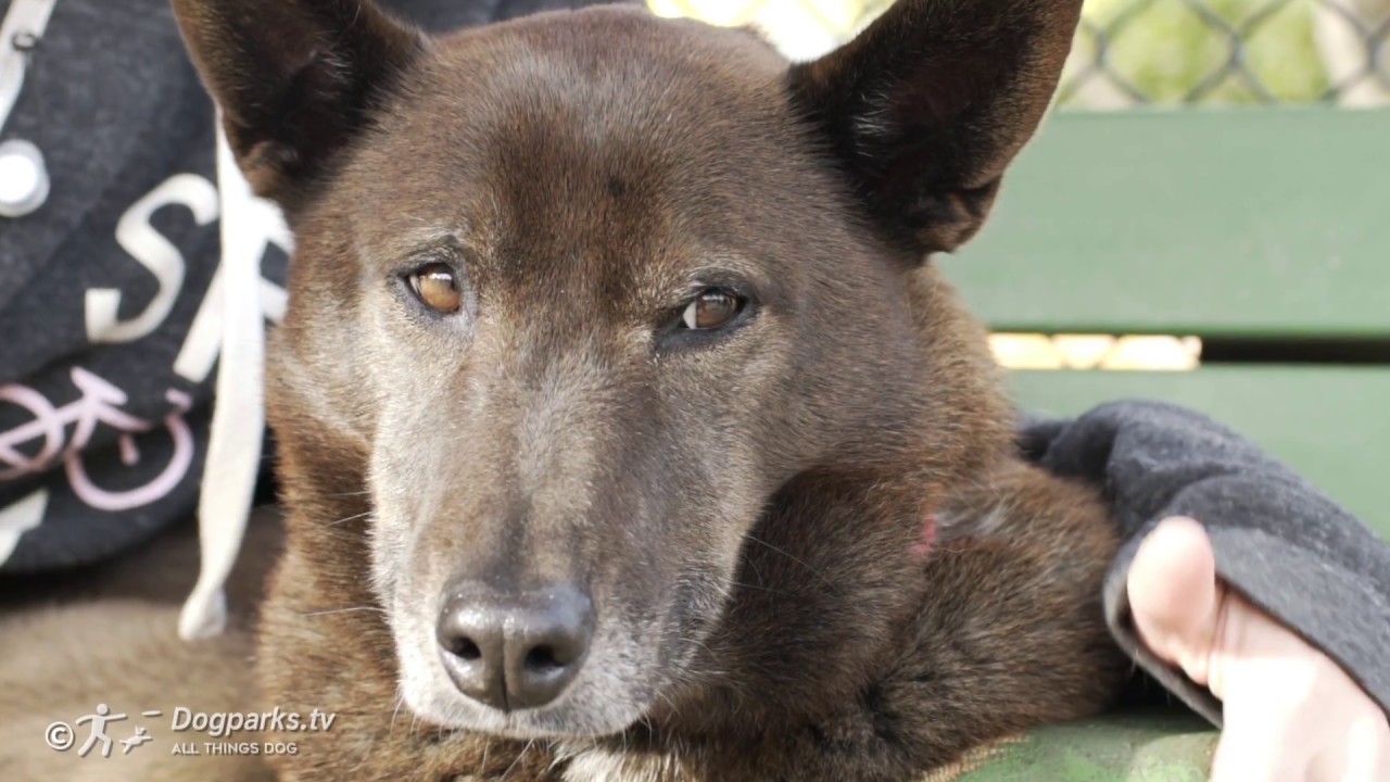 Humans of Dog Parks with Cloud & Billie at Collingwood Dog Park in San Francisco YouTube