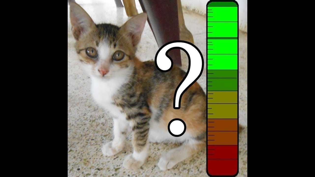 How To Tell If Your Cat Loves You Part 1 YouTube