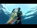 Spearfishing Grouper