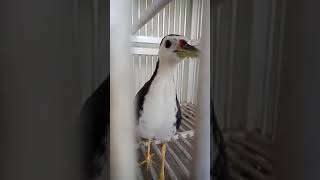 Download Lagu Burung ruwak2/ kruwok gacor ketek.an MP3