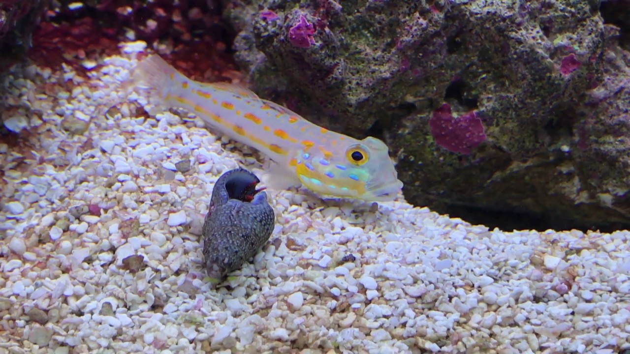 Diamond Goby kicking hermit crab out YouTube