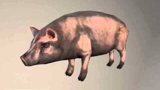 pig.avi