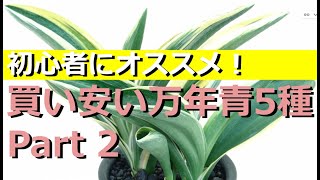 【初心者にオススメ！】買い安い万年青5品種　大勲　玉輝冠　剣舞　雪雷　最高峰【万年青の豊明園】【low-cost and high-quality OMOTO 】Rohdea japonica