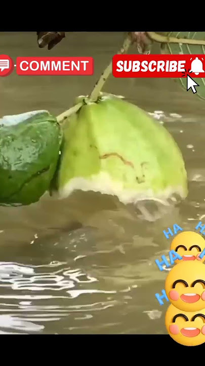 Ikan Herbivora#youtubeshorts #youtube #vlog #youtubevideos #dailyvlog #vidioviral