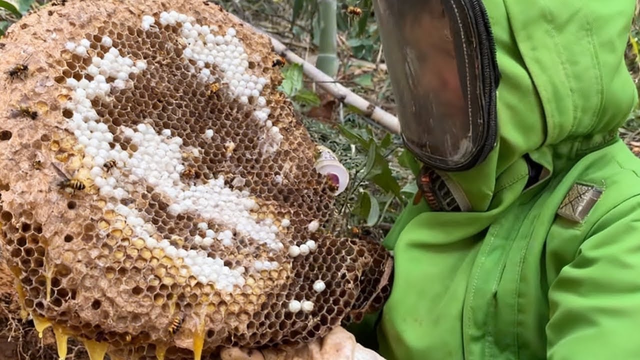 千里诱捕虎头蜂，下一秒竟爆笼太过瘾，一窝端竟还有惊喜【蜂狂小成哥】
