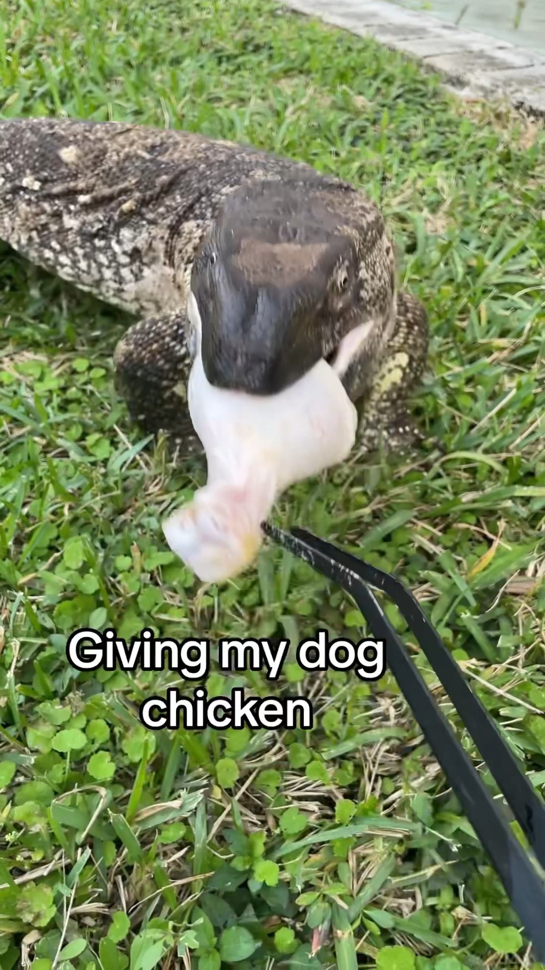 Giving My Dog Chicken YouTube Giving My Dog Chicken YouTube