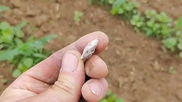 Knox co Ohio hunt #1 Flint Ridge Blunt