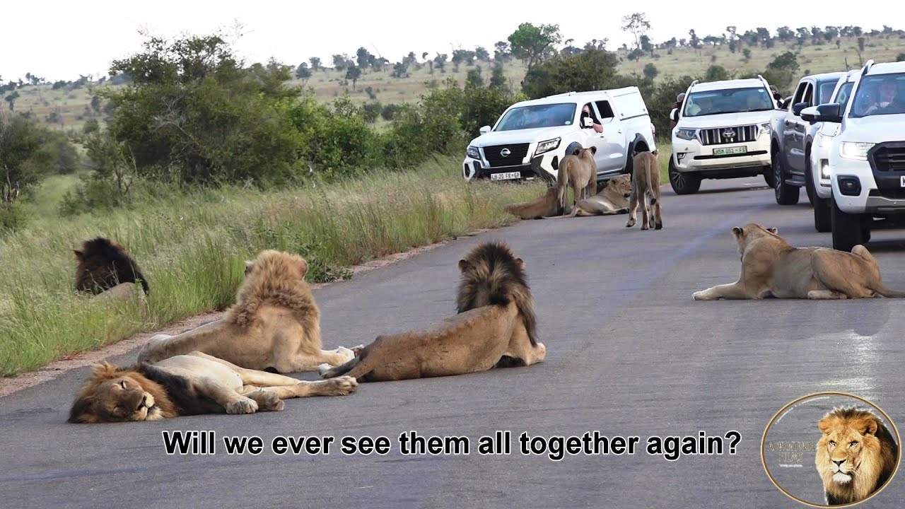Casper The White Lion And Brothers All Together With The Satara Lion Pride. Was This The Last Time?