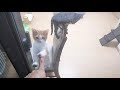ベランダからガラス越しに子猫と遊んでみた（20171027)【すず/コテツ】