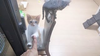 ベランダからガラス越しに子猫と遊んでみた（20171027)【すず/コテツ】