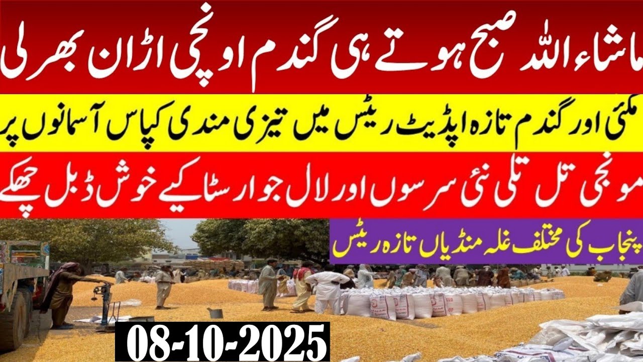 Today Wheat price in Punjab/Maize 🌽 price today 2025 |Munji rates 2025| Galla Mandi rates today 2025