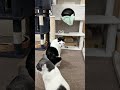 にぃにぃ×クロロ。