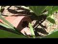 How to Check Out/Inspect Drip Irrigation System for Dummies