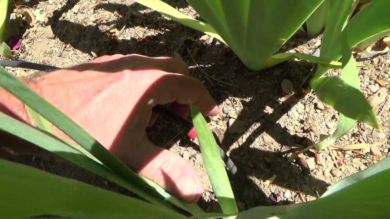 How to Check Out/Inspect Drip Irrigation System for Dummies