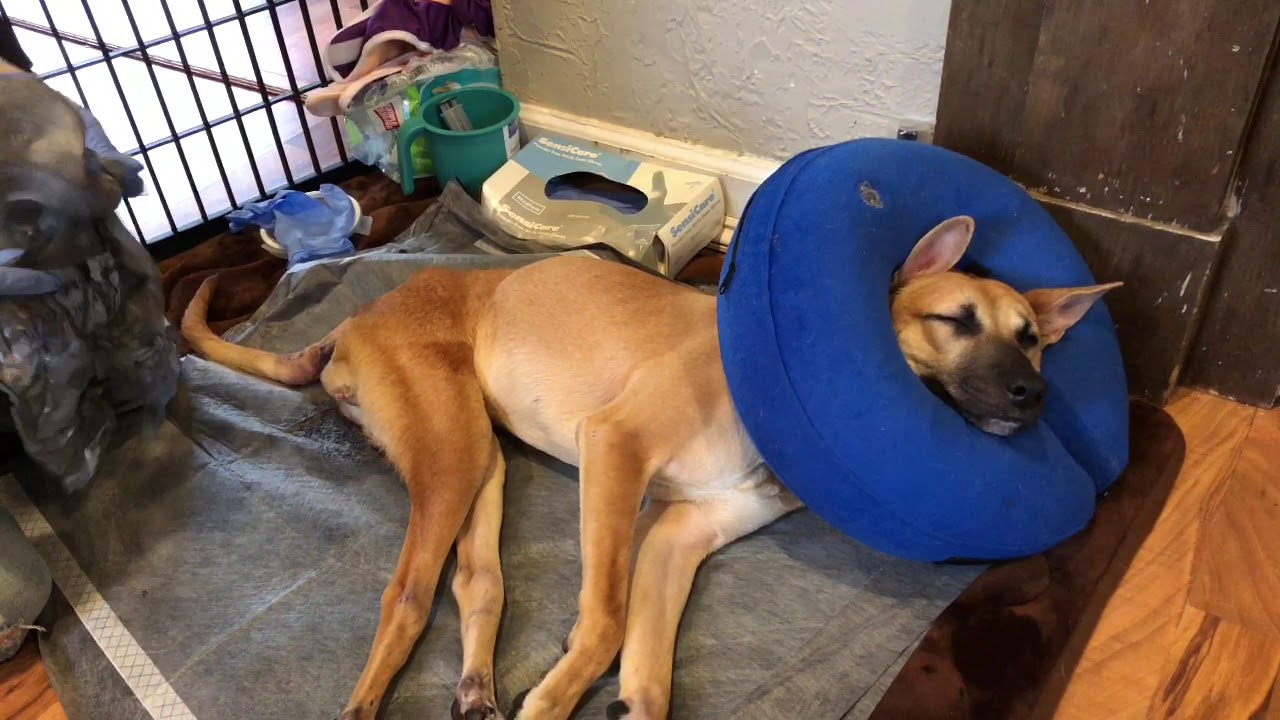 Dhruv diaper change post surgery YouTube