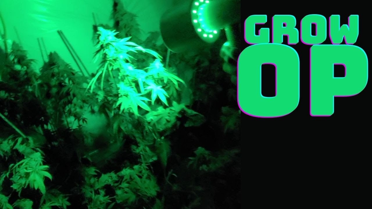 Wedding Gelato Grow OP Tour