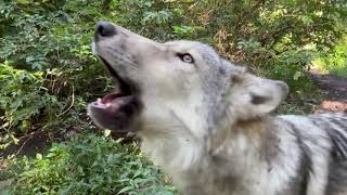 Wolf Brothers Sing Wild Harmonies screenshot 2