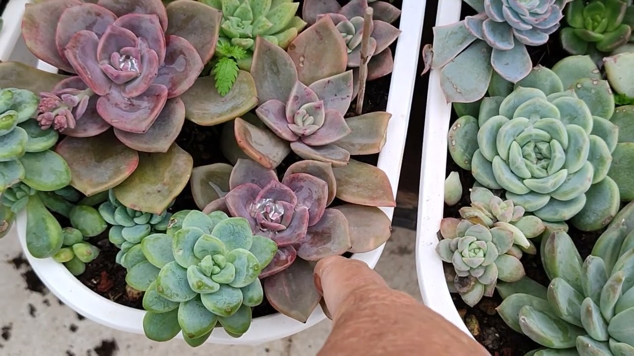 İstanbul yolcusu Hatice hanımın güzellikleri❤güle güle büyütsün 🌺☘️