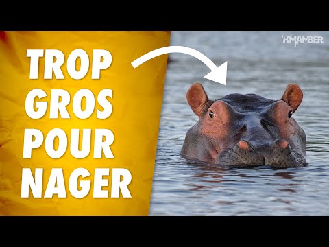 Vidéo: Quels animaux ne savent pas nager dans l'eau ?
