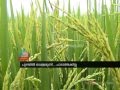 Paddy farmers crisis