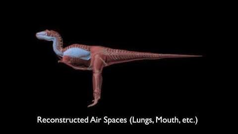 Posture and locomotion evolution in Neornithes (and clade Archosauria) (video sv1)