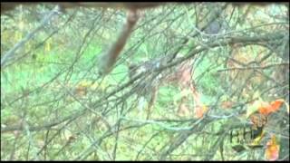 Buck Makes A Scrape Then Gets Arrowed in Missouri @ Tombstone Creek Outfitting