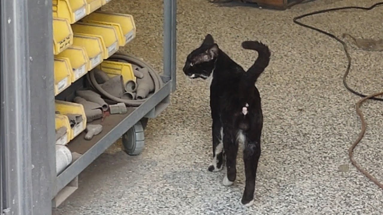 Hello cat's butt! Hungry stray cat shows up for food! YouTube