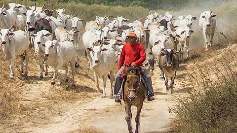 Seeing like a Deforester: Settler Taxonomies of Vegetation in the Brazilian Amazon - Jeffrey Hoelle