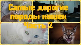 Самые дорогие породы кошек Самые дорогие породы кошек