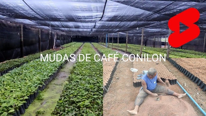 Muda de Café Conilon - Chaski Hortas Urbanas