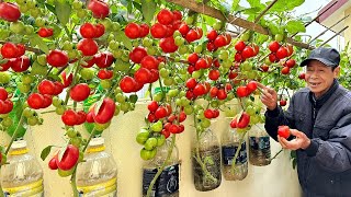 The best ways to grow tomatoes for you, easily, with high yields and without a garden