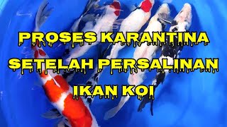 PROSES KARANTINA IKAN KOI SETELAH BERTELUR❗DENGAN CARA SANGAT SEDERHANA❗