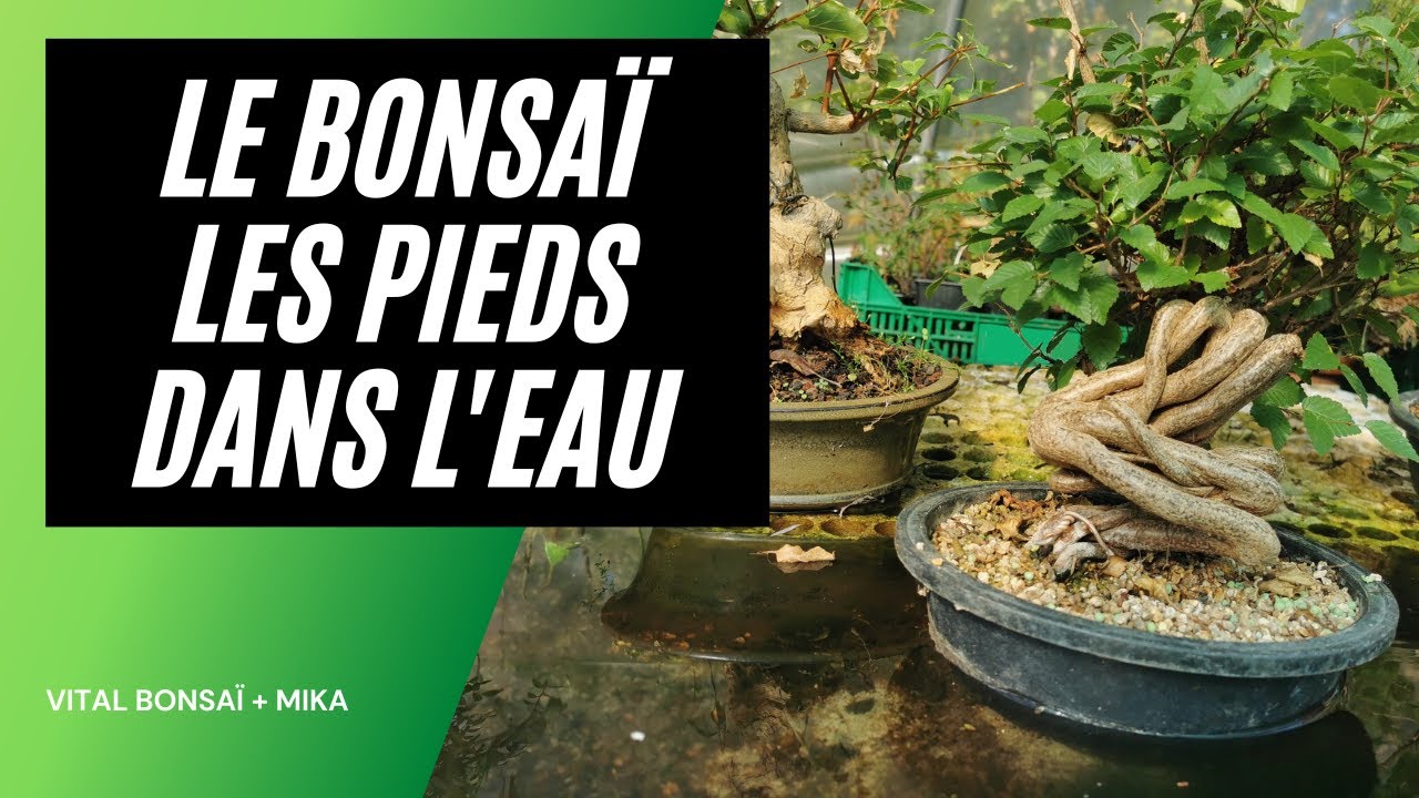 Le Bonsaï en Aquaponie