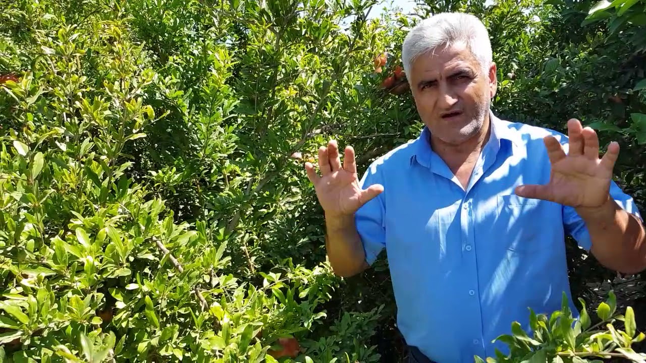 Nar'da Verim Artışı, Nar Yetiştiriciliği ve Bakımı, Ormus Tarım ile Nar'da Verim Artışı,