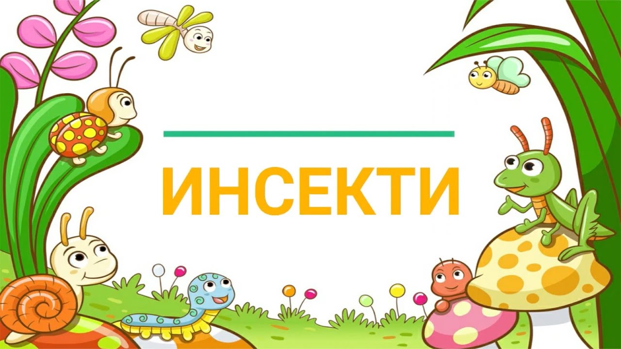 Happy Kids TV - Šta Su Insekti
