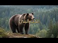 الدب البني ملك الغابات الصامت رحلة علمية في عالم أكثر المفترسات روعة وقوة