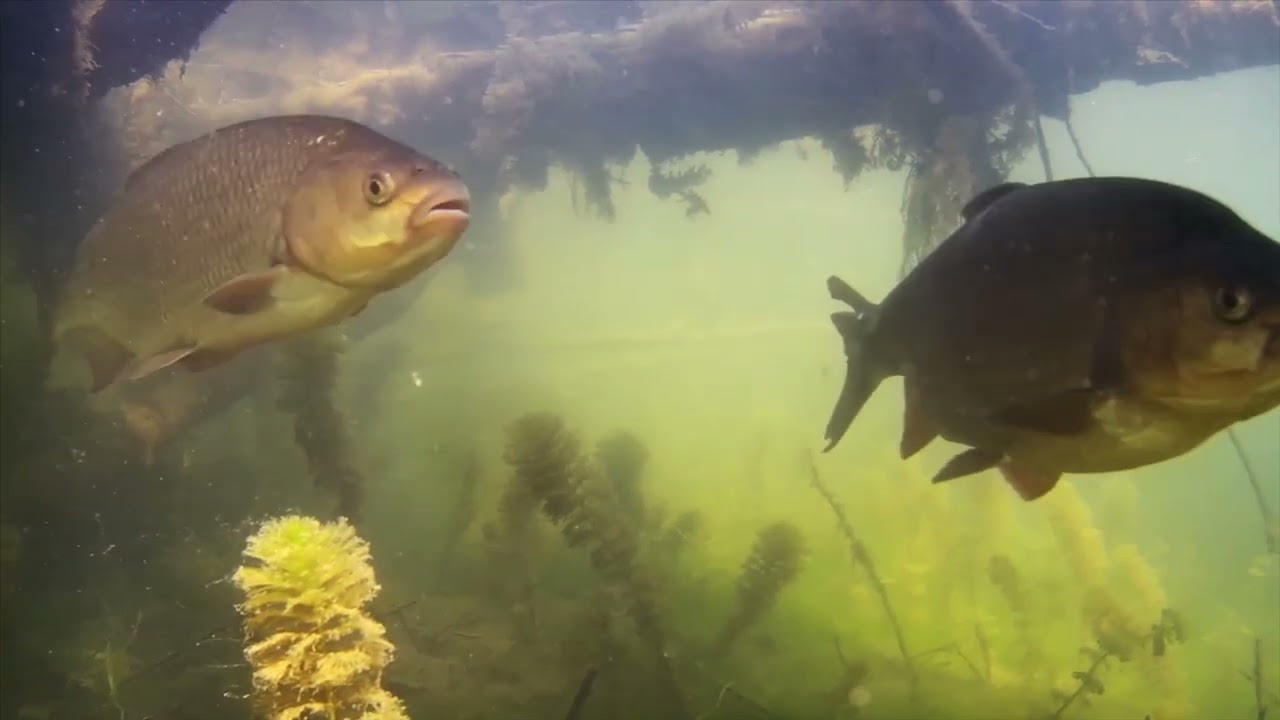 Morava rieka bez hraníc trailer