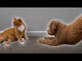 I taught my dog to respect my cat