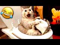 Hilarious dogs  cats you laugh you losefunny pets 2024