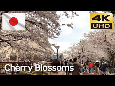 【満開の桜】🌸  中目黒の桜並木③ 🌸【Cherry Blossoms】