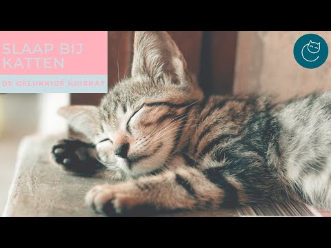 Video: Win een reis naar Washington met uw kat op National Cat Day