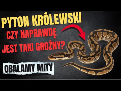 Egzotyczny Pupil: Jak Naprawdę Żyje Pyton Królewski?