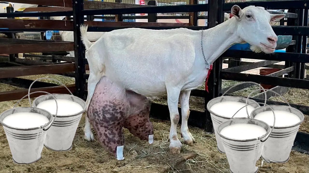 CABRA BRASILEIRA BATE RECORDE MUNDIAL DE PRODUÇÃO DE LEITE EM 1 DIA