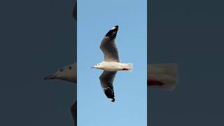 आजाद परिंदे #shortsfeed #viral #shorts #clip #reels #whatsappstatus #story #sky #birds #yt #travel